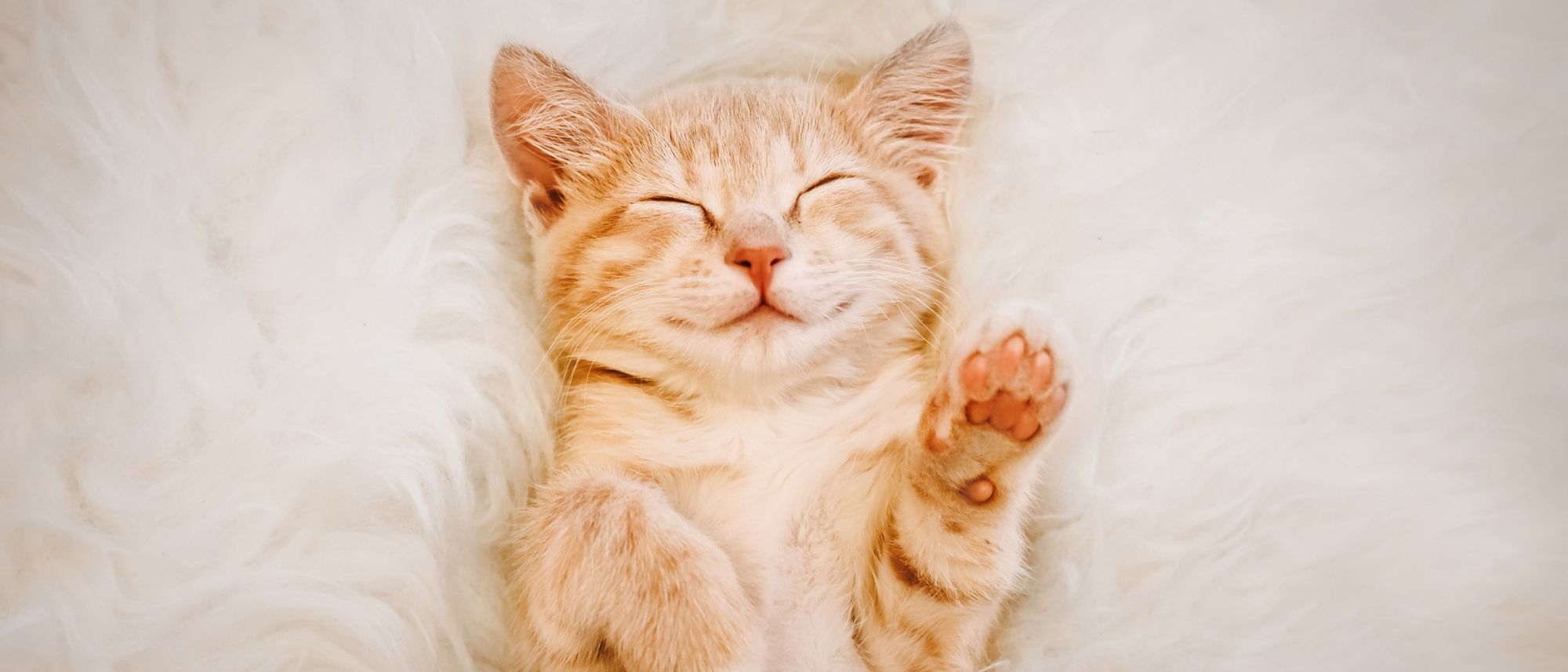 192-es-l-header-dia-internacional-gato-news