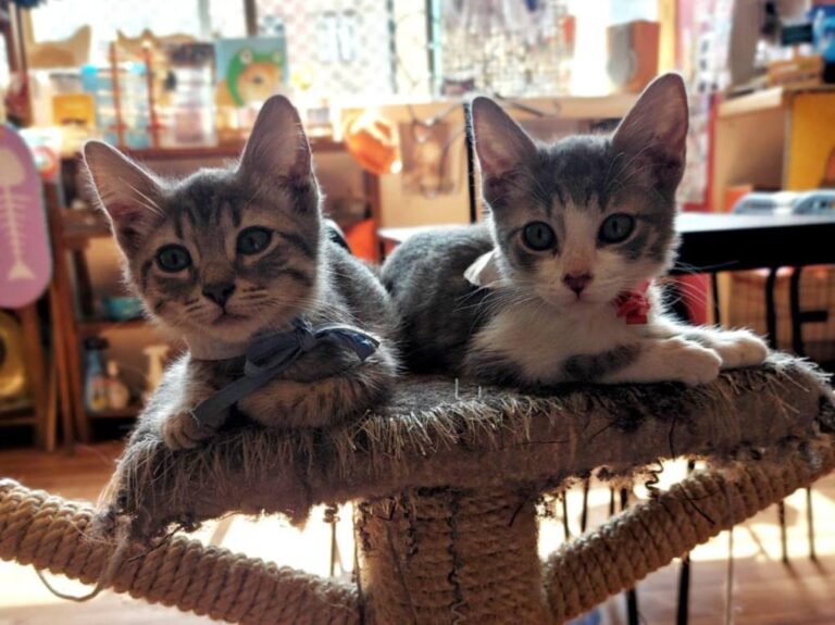 mitsu-cafe-gatitos