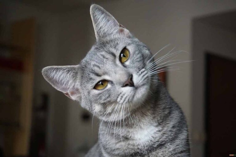Nombres-para-gatos-mas-bonitos-originales-y-populares-nombre