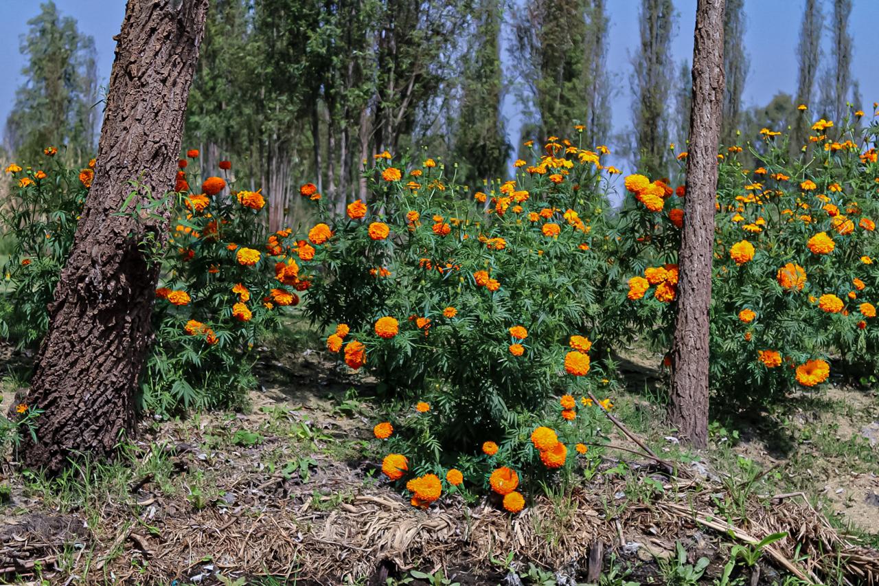 ALCALDÍA XOCHIMILCO (12)