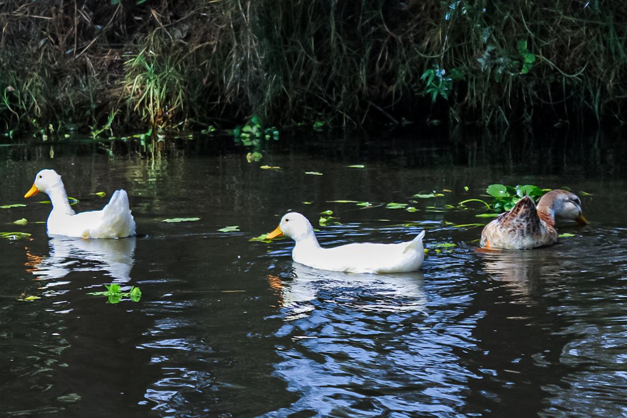 ALCALDÍA XOCHIMILCO (14)