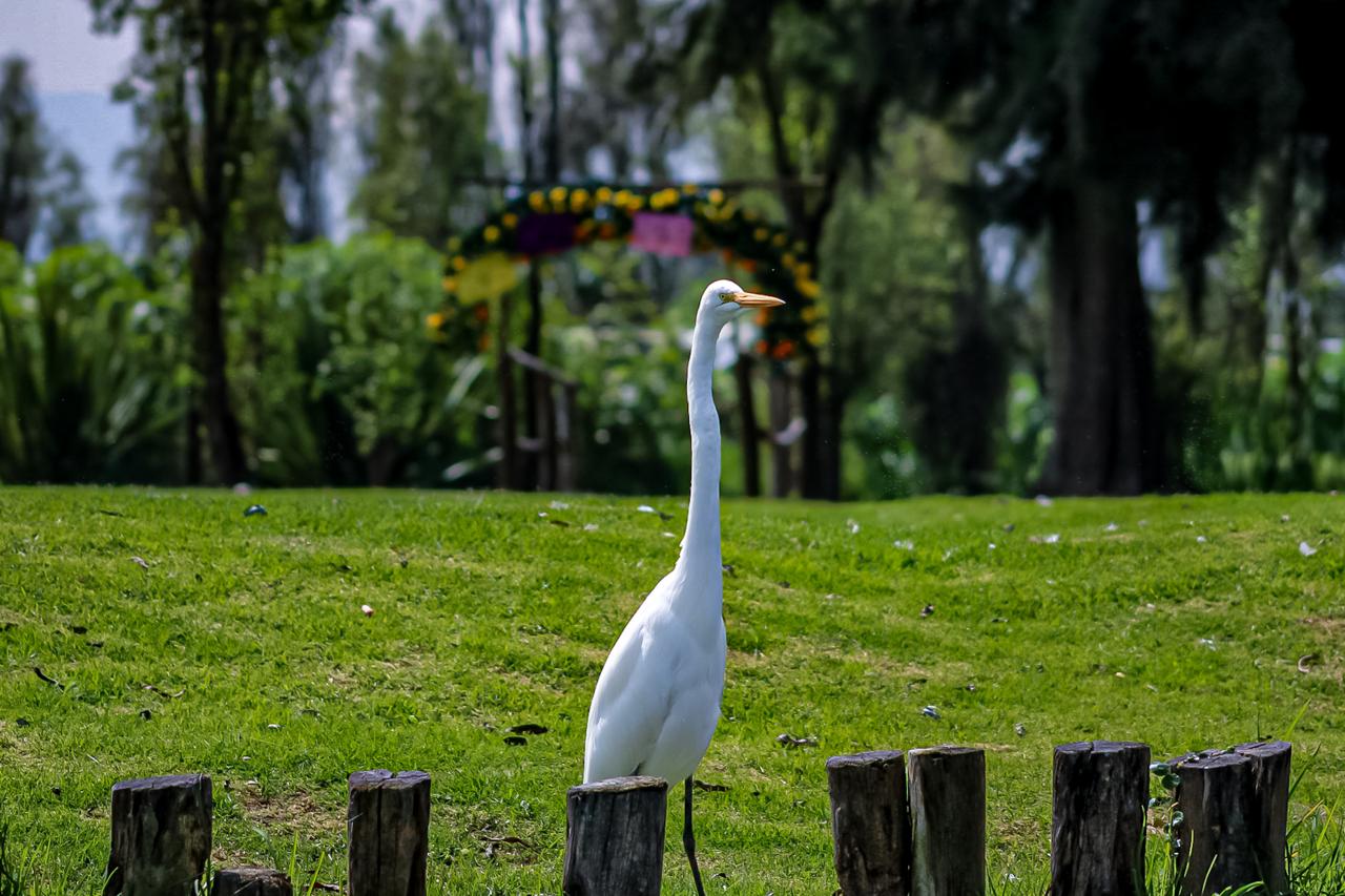 ALCALDÍA XOCHIMILCO (7)